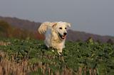 GOLDEN RETRIEVER 880